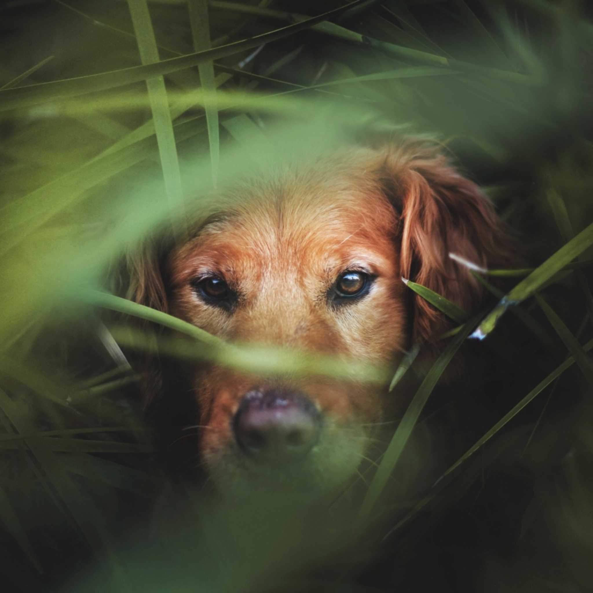 Dog Behind Green Grass wallpaper 2048x2048