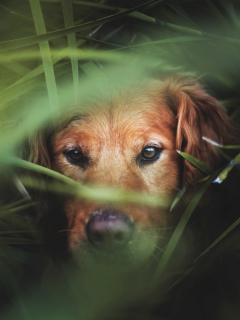 Dog Behind Green Grass wallpaper 240x320