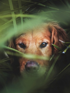 Sfondi Dog Behind Green Grass 240x320