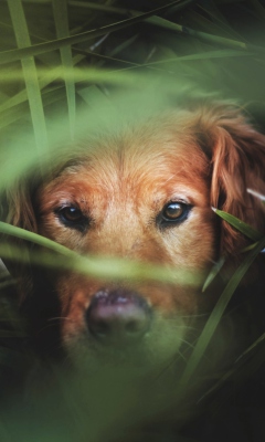 Das Dog Behind Green Grass Wallpaper 240x400