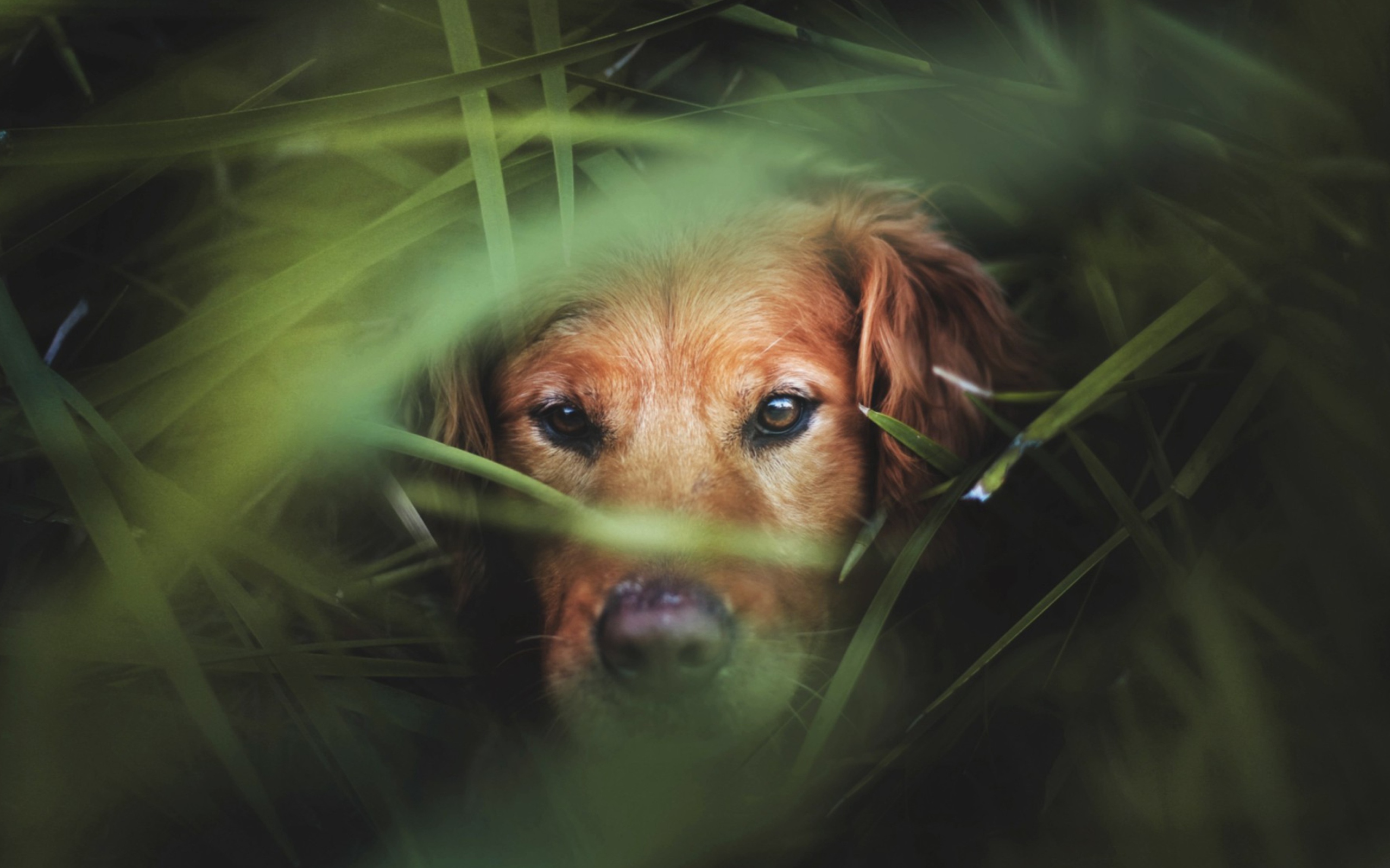 Sfondi Dog Behind Green Grass 2560x1600