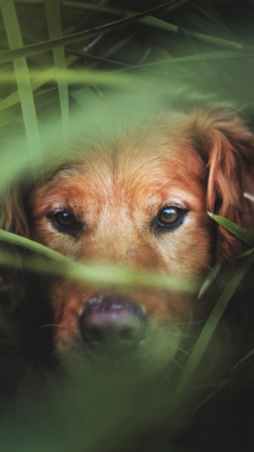 Das Dog Behind Green Grass Wallpaper 360x640