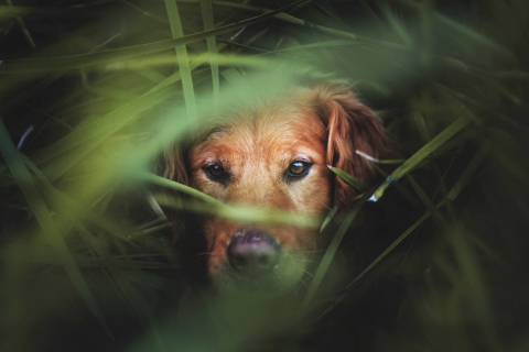 Fondo de pantalla Dog Behind Green Grass 480x320