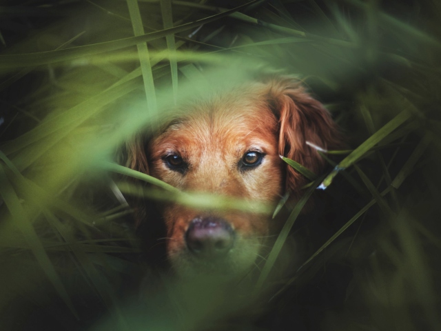 Das Dog Behind Green Grass Wallpaper 640x480