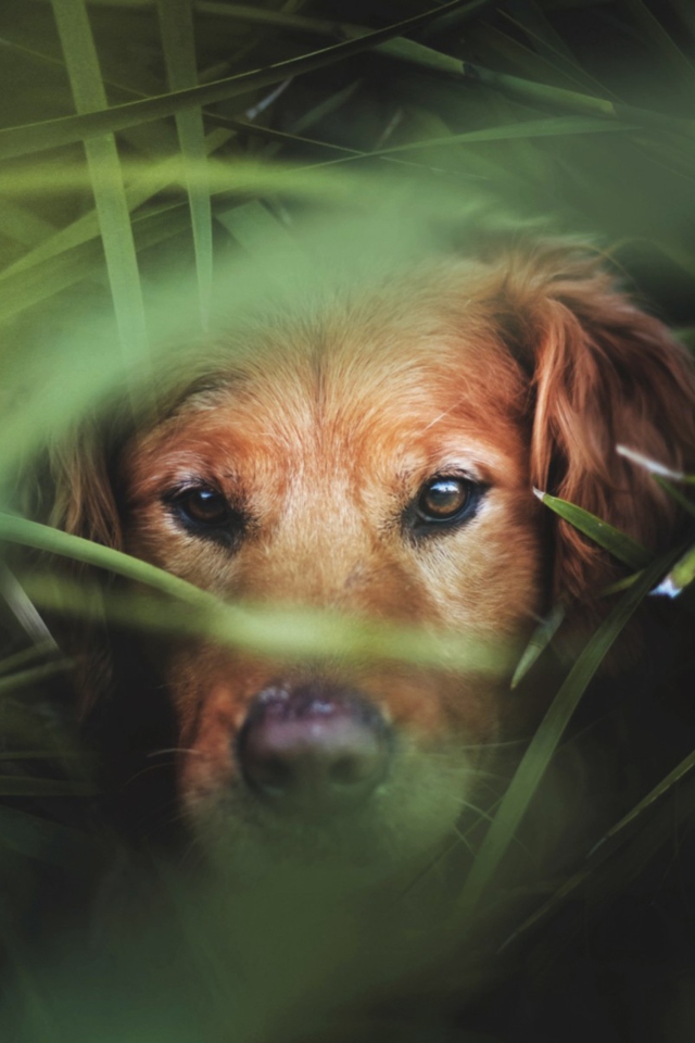 Das Dog Behind Green Grass Wallpaper 640x960