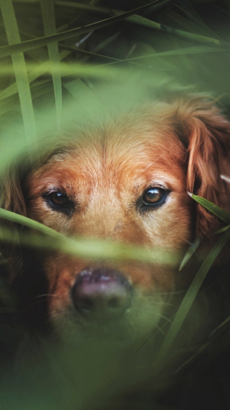 Sfondi Dog Behind Green Grass 750x1334