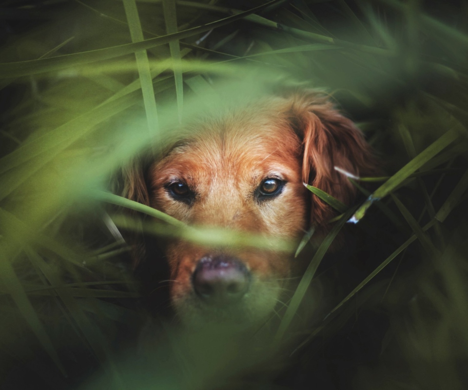 Das Dog Behind Green Grass Wallpaper 960x800