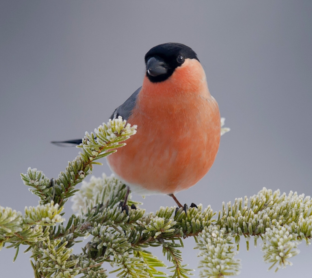 Bullfinch wallpaper 1080x960