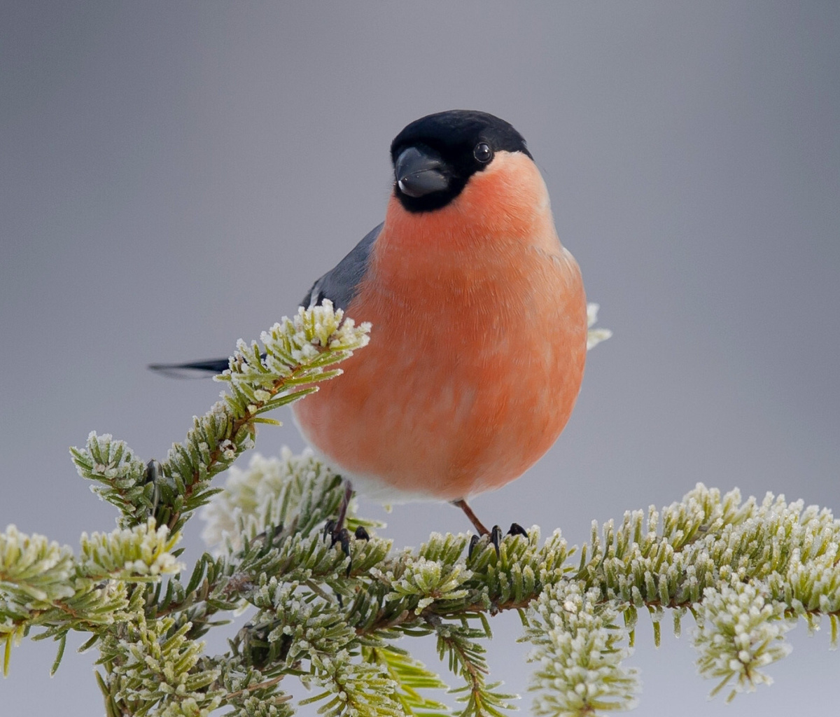 Screenshot №1 pro téma Bullfinch 1200x1024