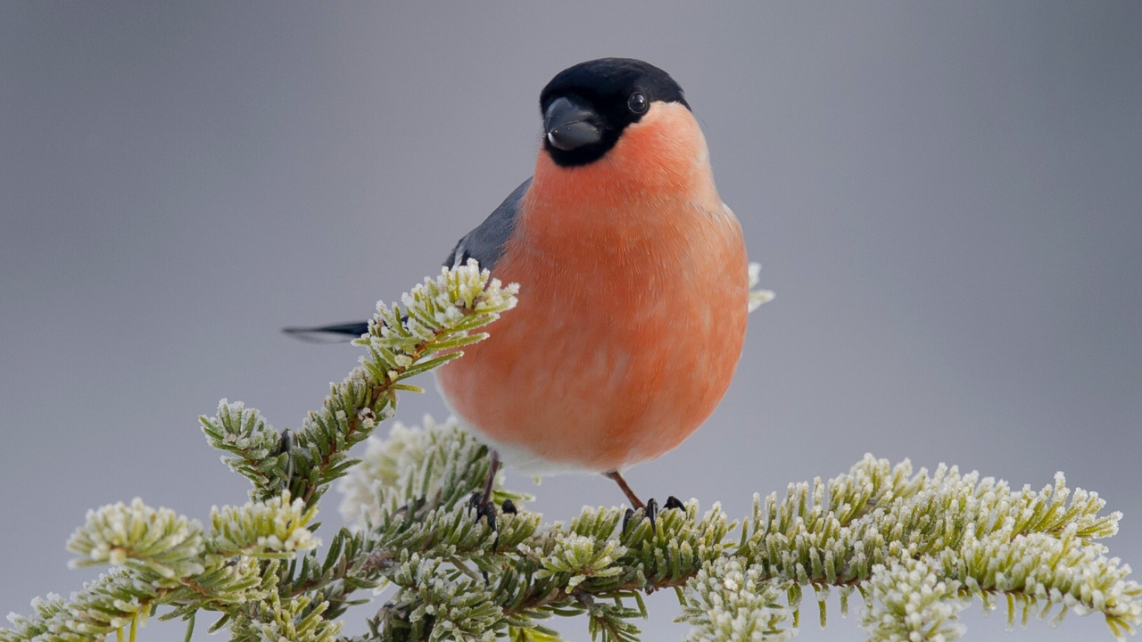 Das Bullfinch Wallpaper 1280x720