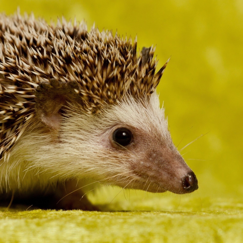 Little Hedgehog wallpaper 1024x1024