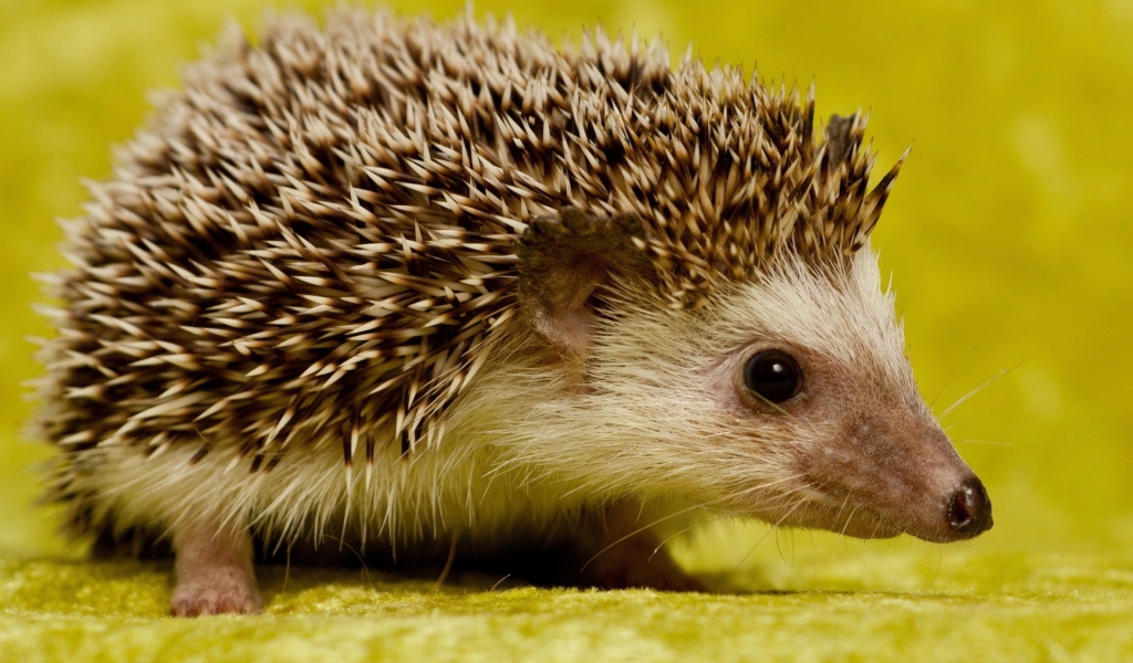 Обои Little Hedgehog 1024x600