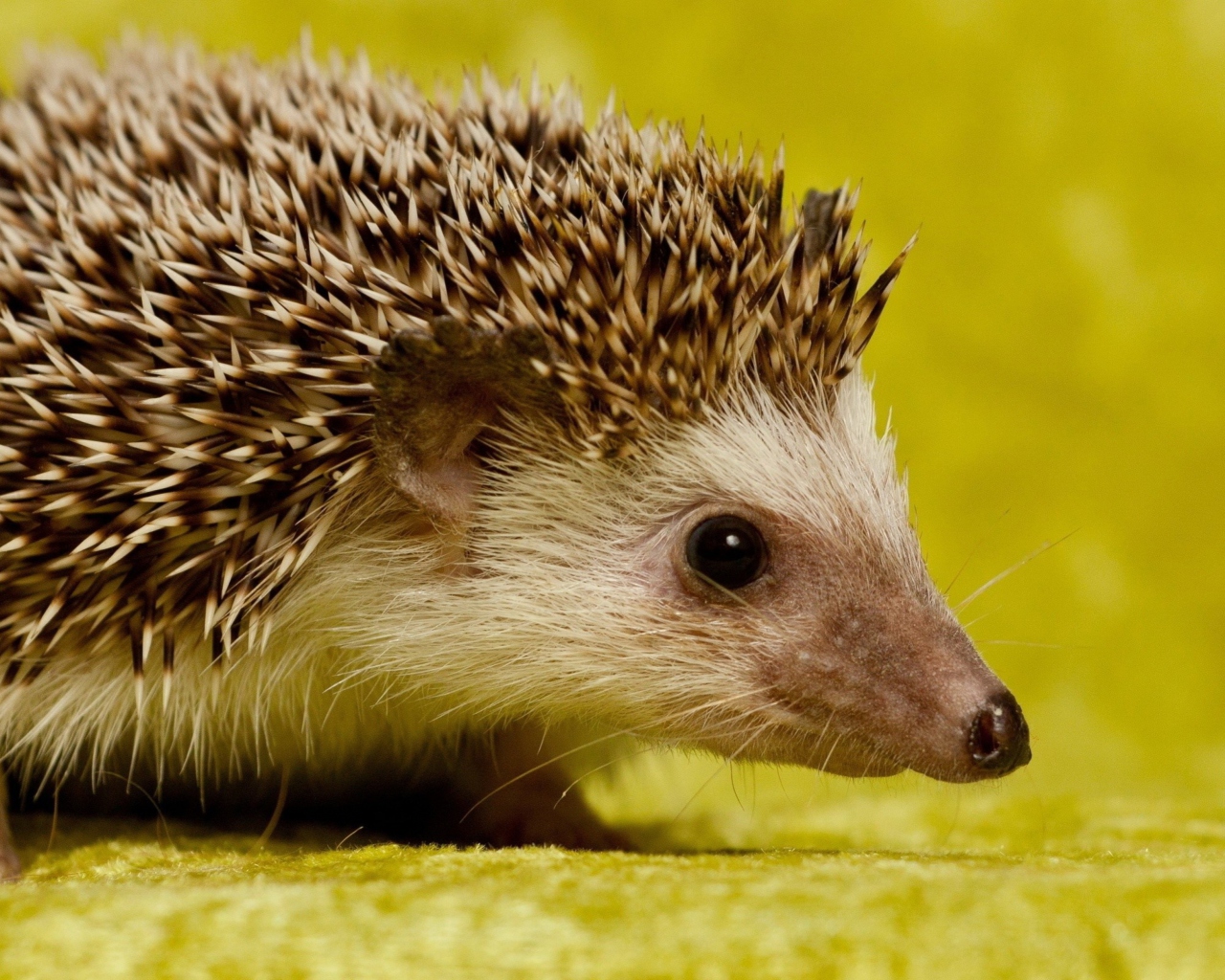 Das Little Hedgehog Wallpaper 1280x1024