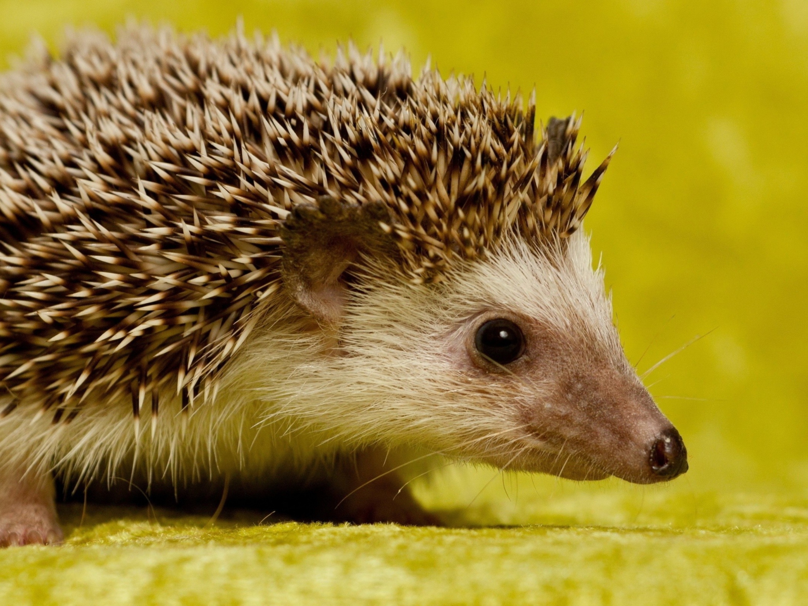 Das Little Hedgehog Wallpaper 1600x1200