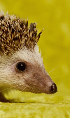 Das Little Hedgehog Wallpaper 240x400