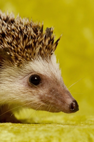 Little Hedgehog wallpaper 320x480