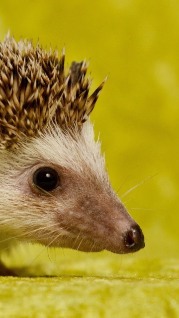 Das Little Hedgehog Wallpaper 360x640