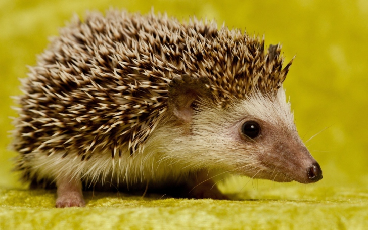 Little Hedgehog wallpaper