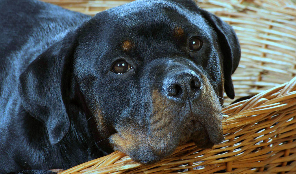 Rottweiler Dog wallpaper 1024x600