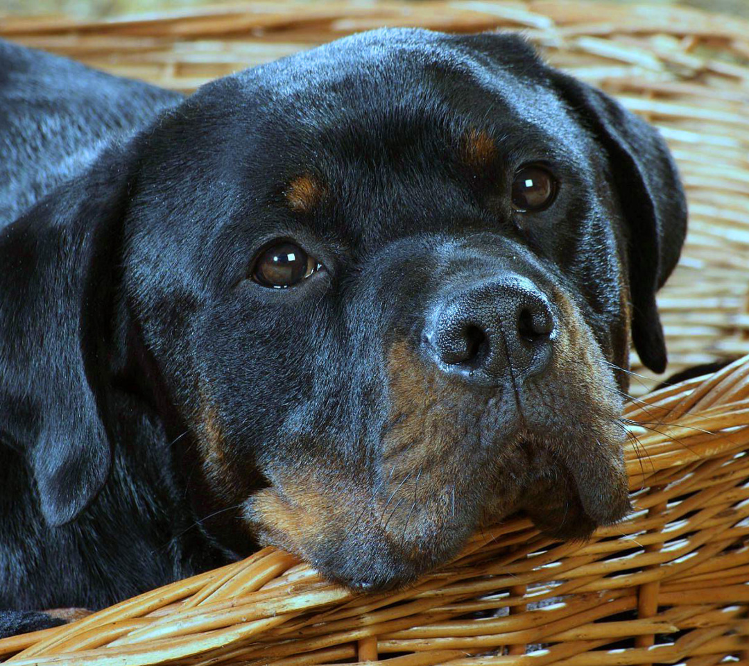 Fondo de pantalla Rottweiler Dog 1080x960