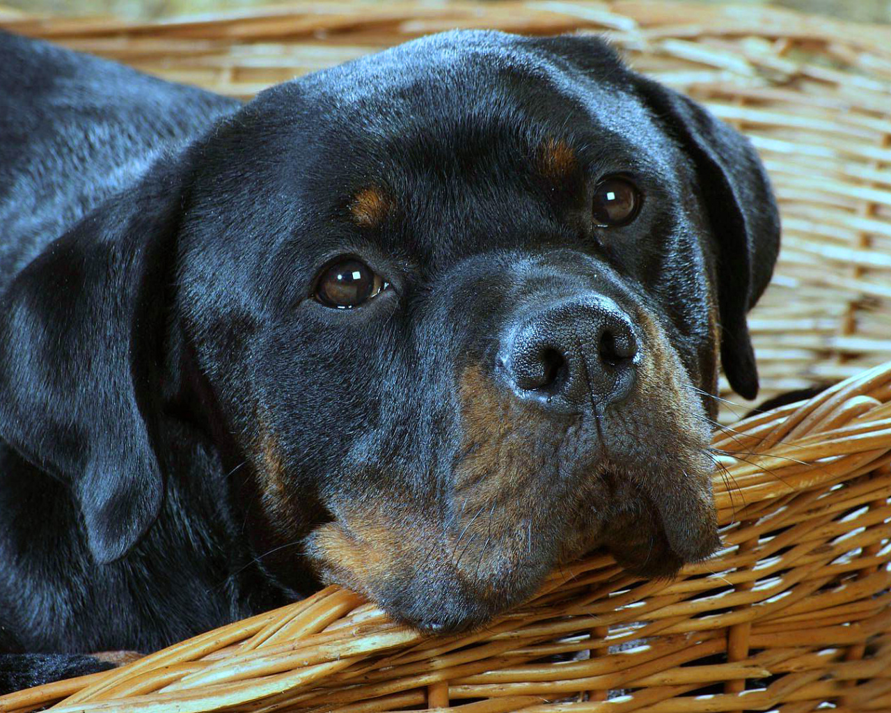 Fondo de pantalla Rottweiler Dog 1280x1024