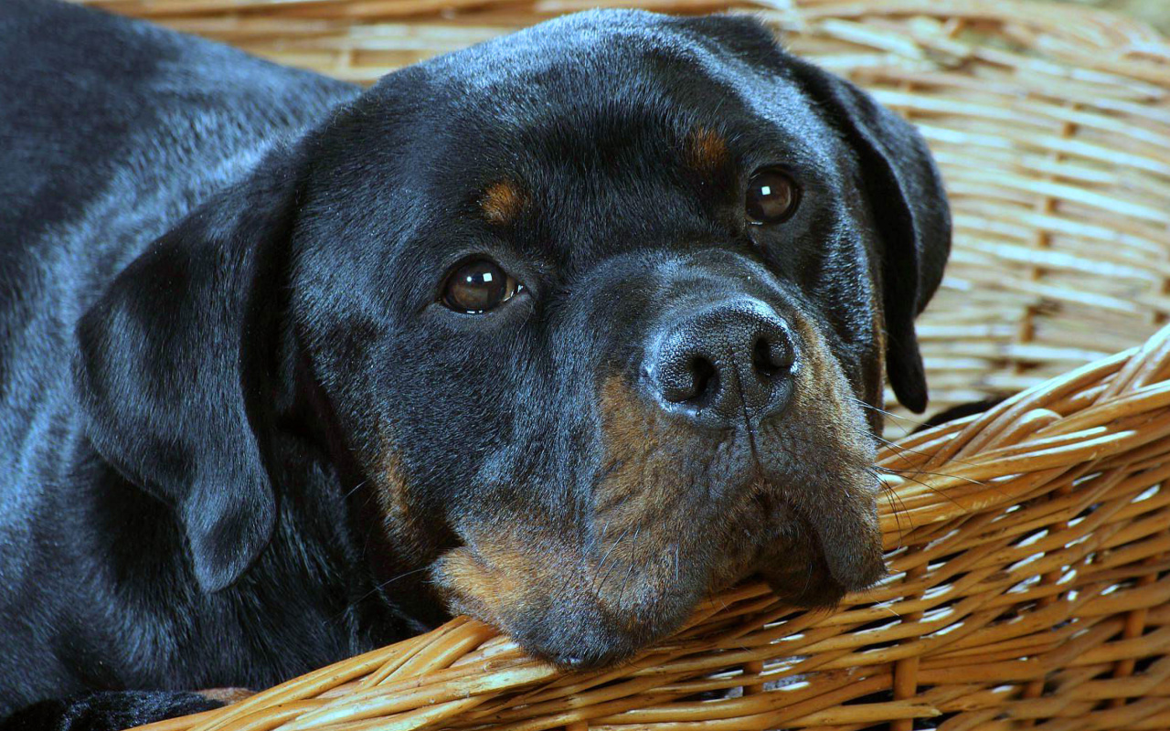 Fondo de pantalla Rottweiler Dog 1280x800