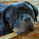 Sfondi Rottweiler Dog 128x128