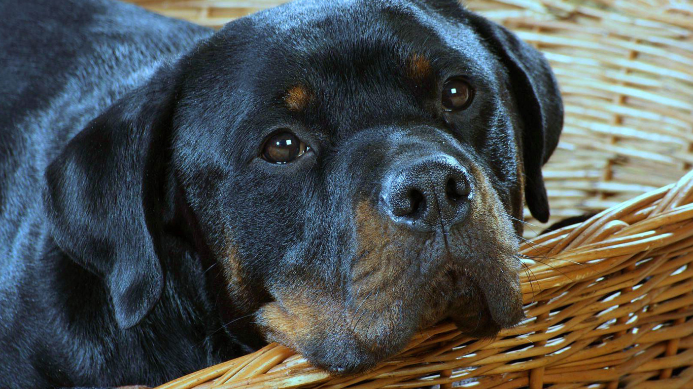 Fondo de pantalla Rottweiler Dog 1366x768