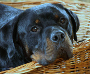 Sfondi Rottweiler Dog 176x144