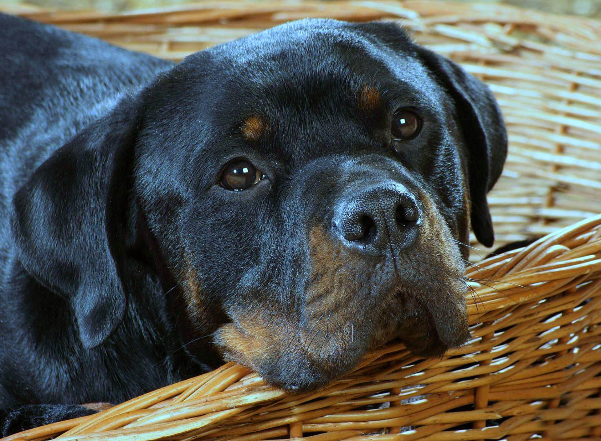 Sfondi Rottweiler Dog 1920x1408