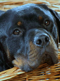 Fondo de pantalla Rottweiler Dog 240x320