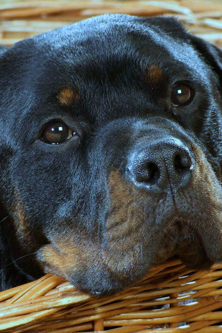 Fondo de pantalla Rottweiler Dog 320x480