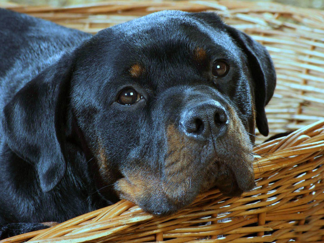 Fondo de pantalla Rottweiler Dog 640x480