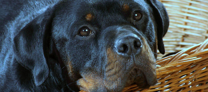 Rottweiler Dog wallpaper 720x320