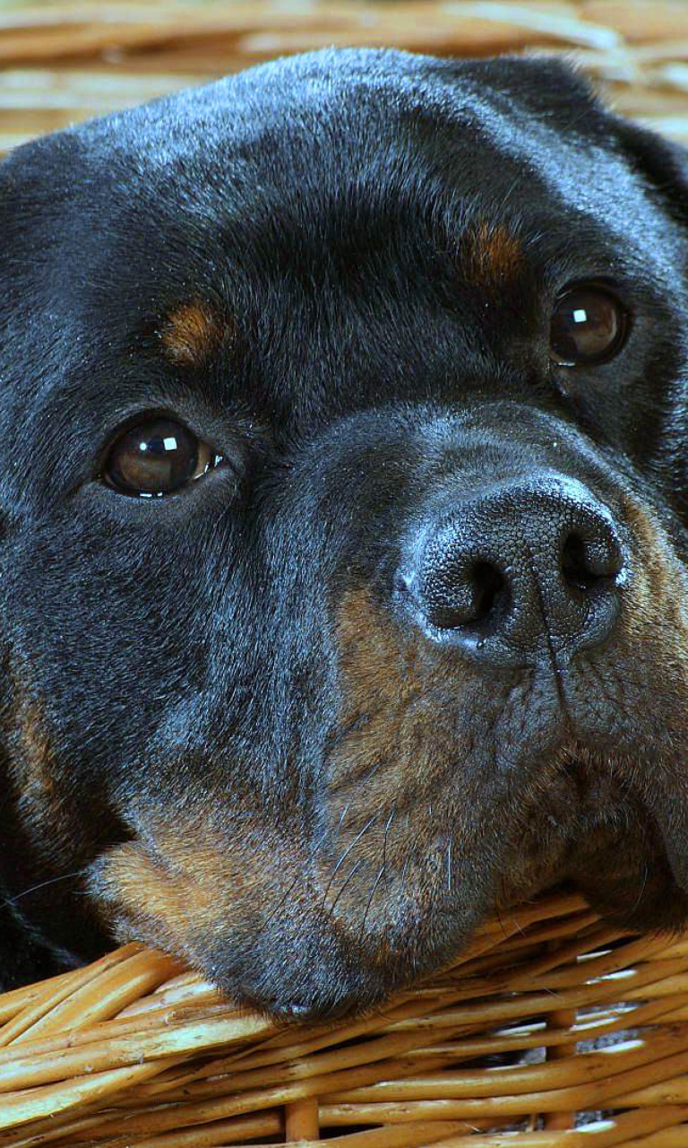 Fondo de pantalla Rottweiler Dog 768x1280