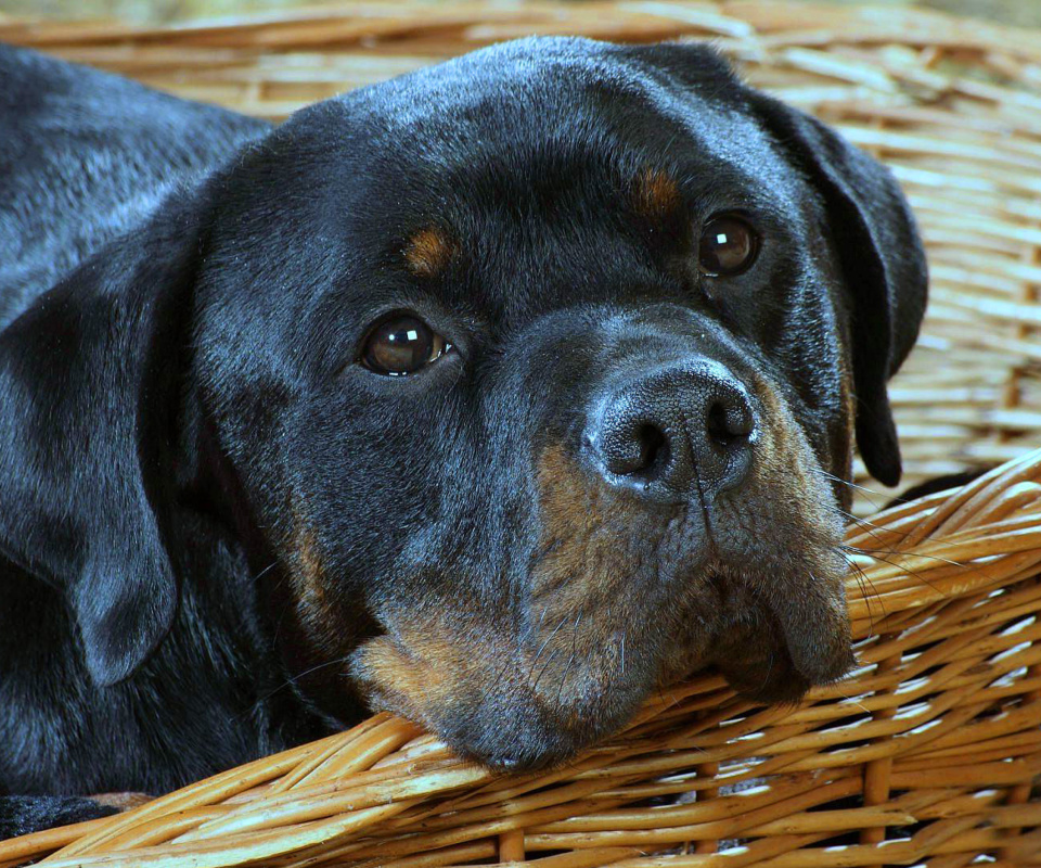 Das Rottweiler Dog Wallpaper 960x800