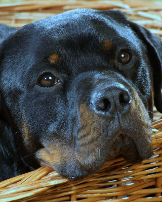 Rottweiler Dog - Fondos de pantalla gratis para Motorola ME632