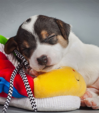 Cute Sleepy Puppy - Fondos de pantalla gratis para HTC Trophy