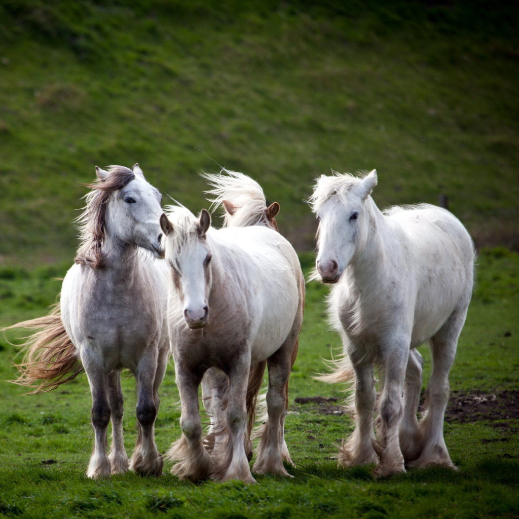 Fondo de pantalla White Horses 1024x1024