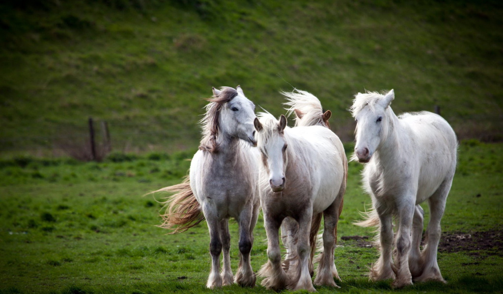 Sfondi White Horses 1024x600