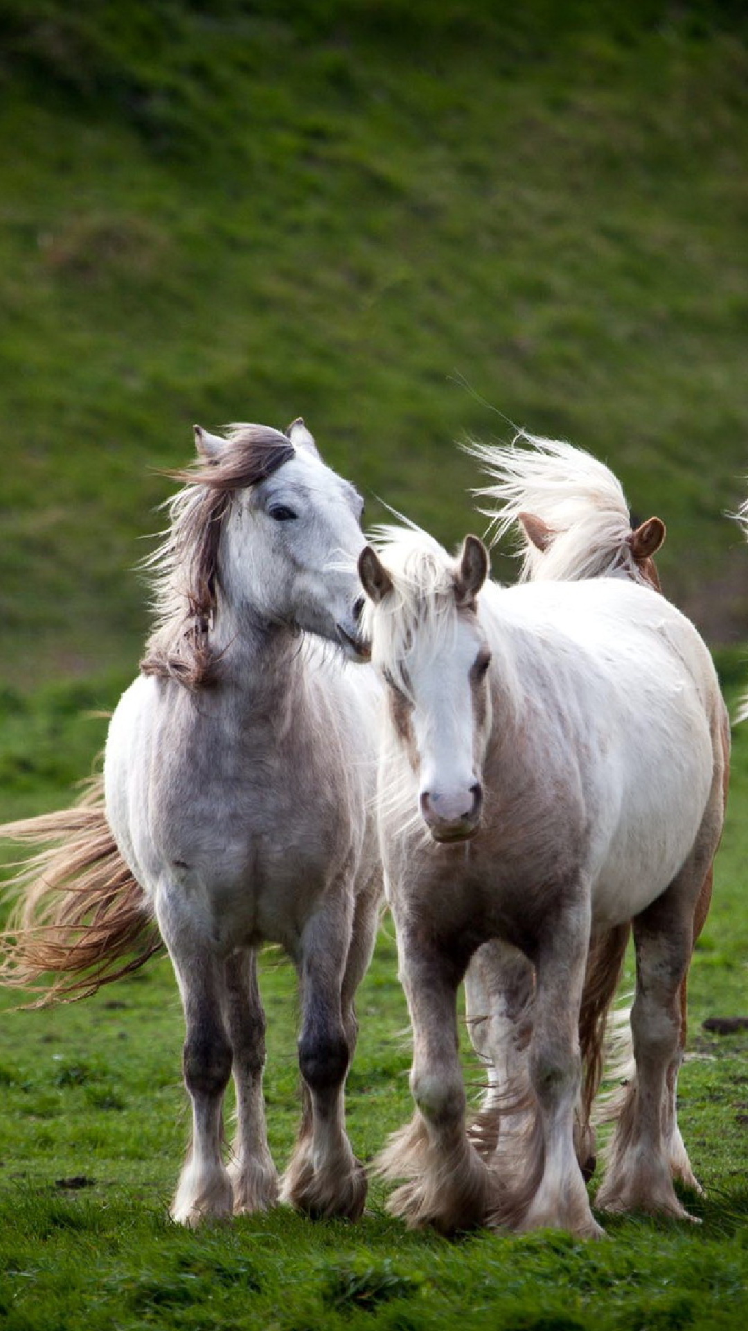 Sfondi White Horses 1080x1920