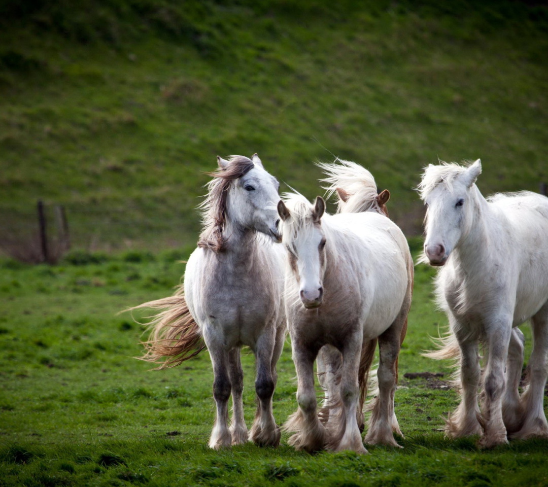 Sfondi White Horses 1080x960