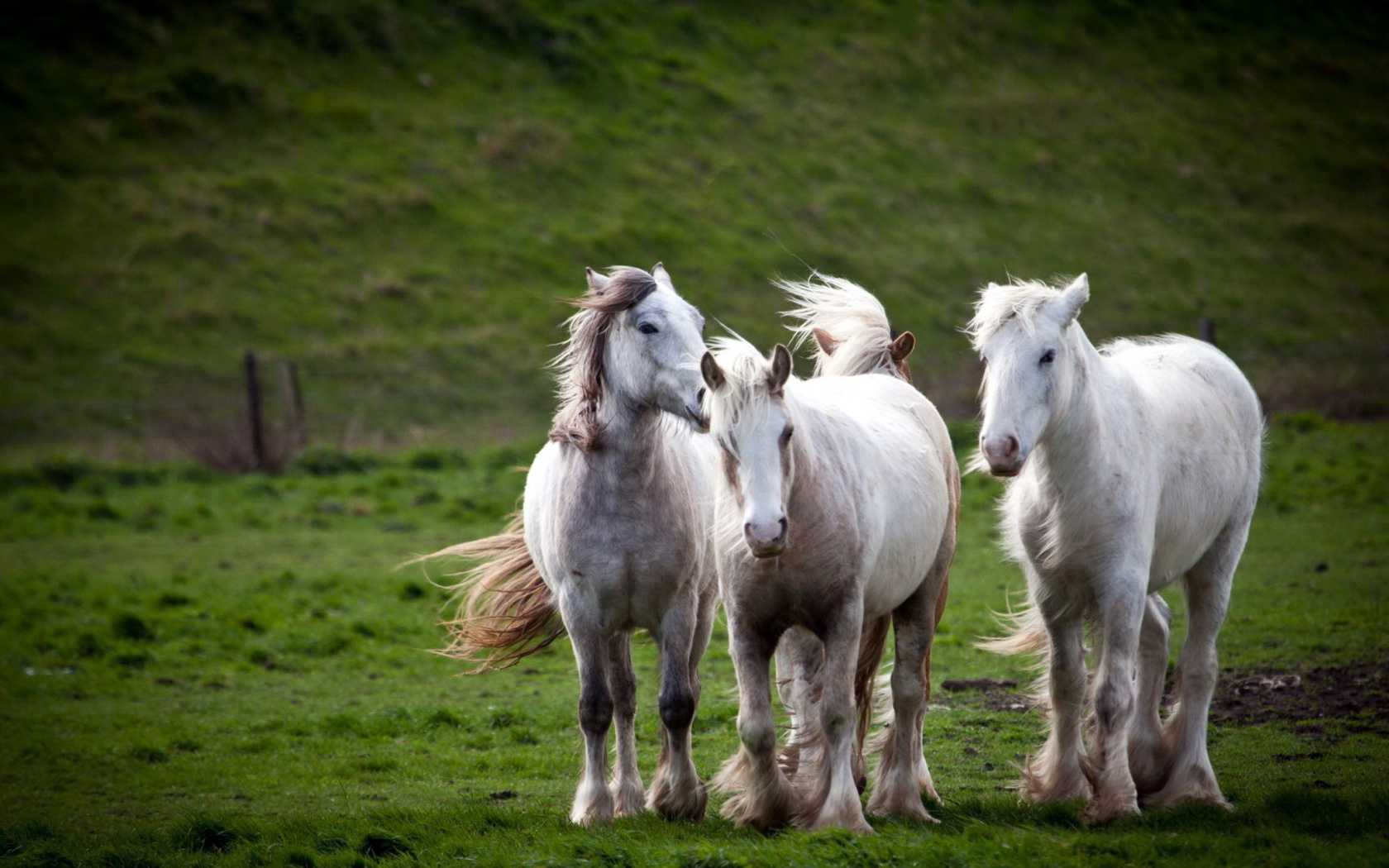 Fondo de pantalla White Horses 1680x1050