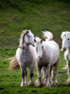 Обои White Horses 240x320