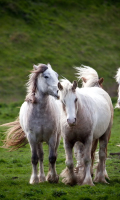 Обои White Horses 240x400