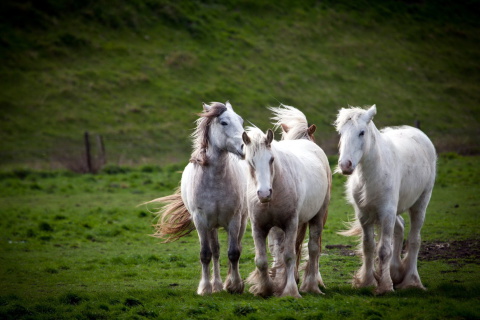 Fondo de pantalla White Horses 480x320