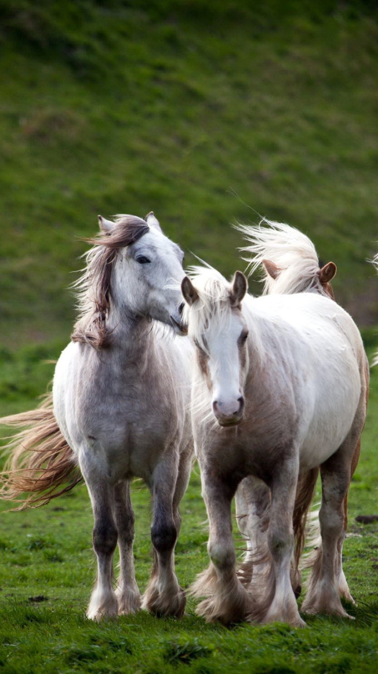Обои White Horses 750x1334