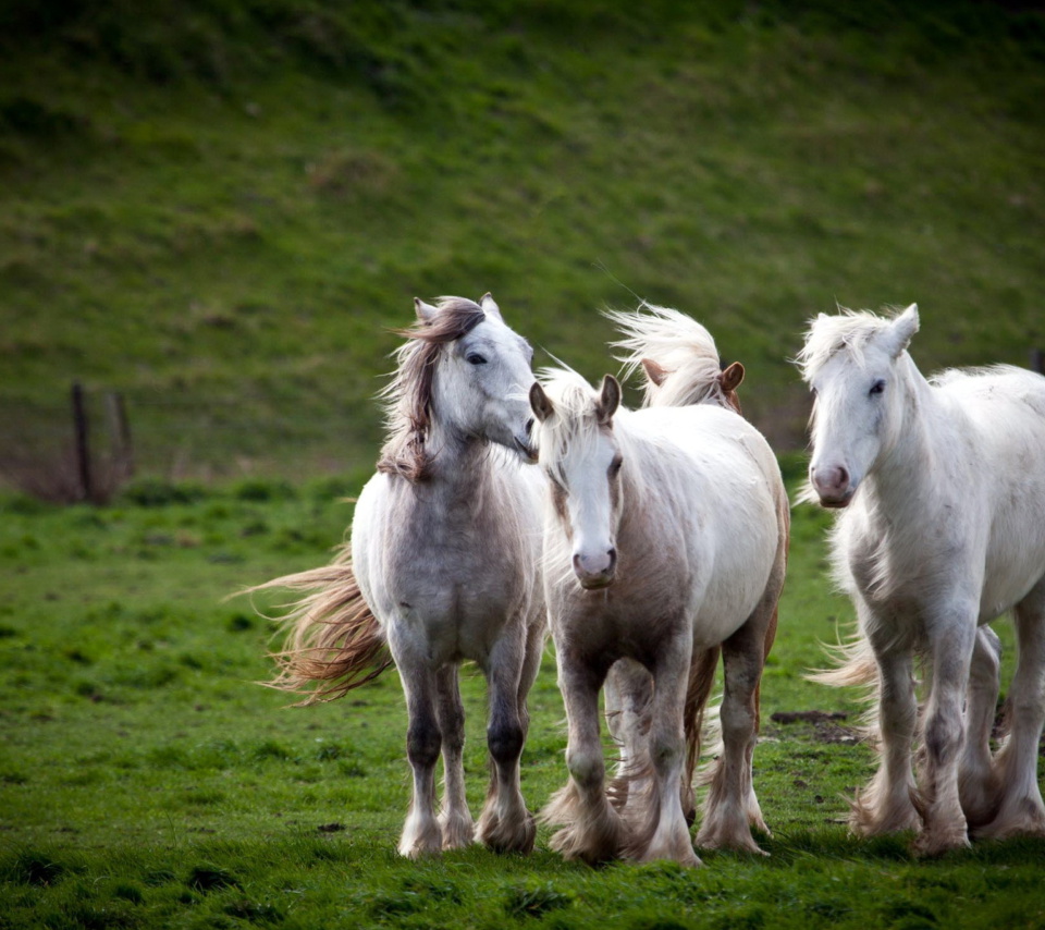 Fondo de pantalla White Horses 960x854