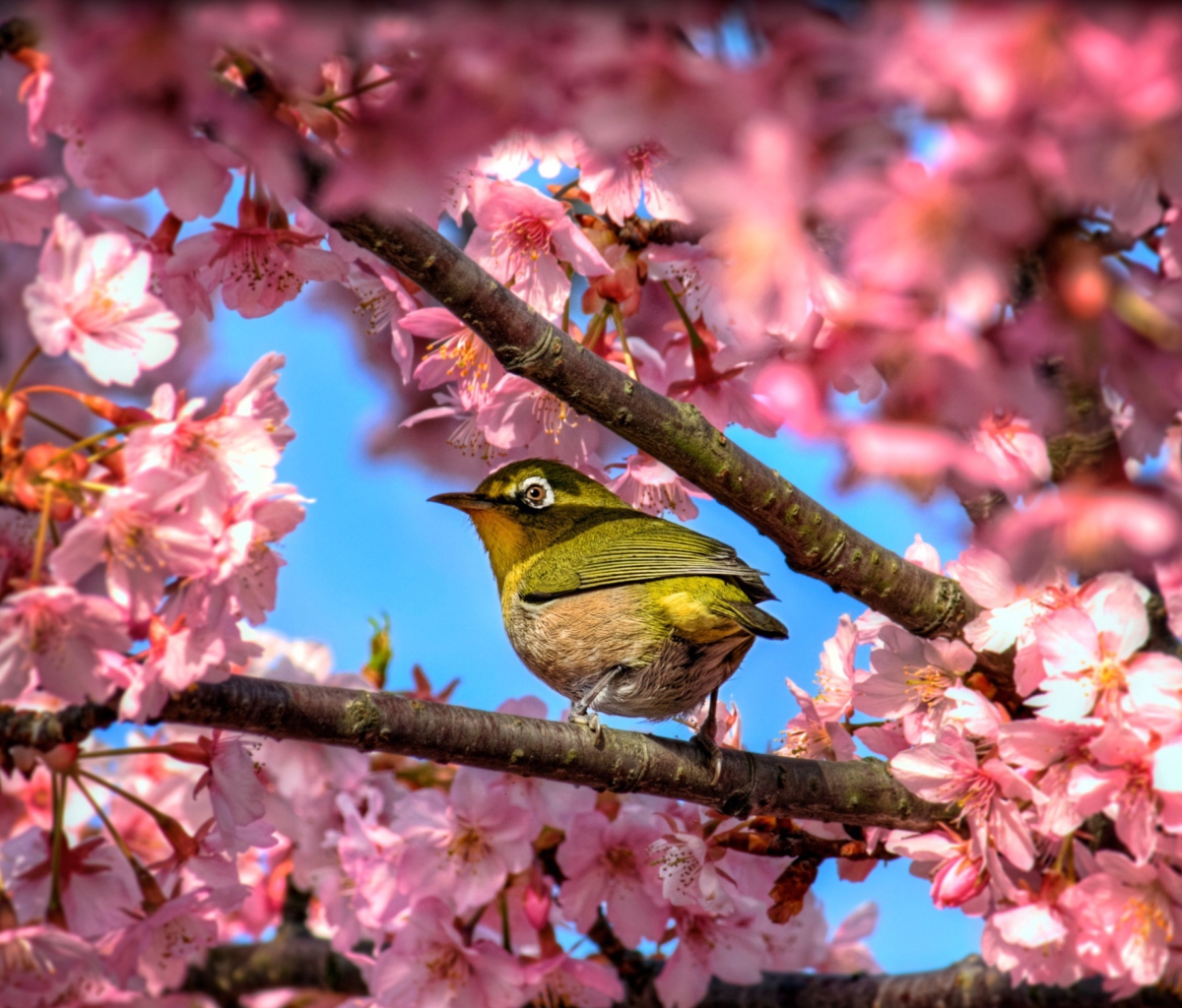 Screenshot №1 pro téma Japanese White Eye Hiding In Sakura 1200x1024