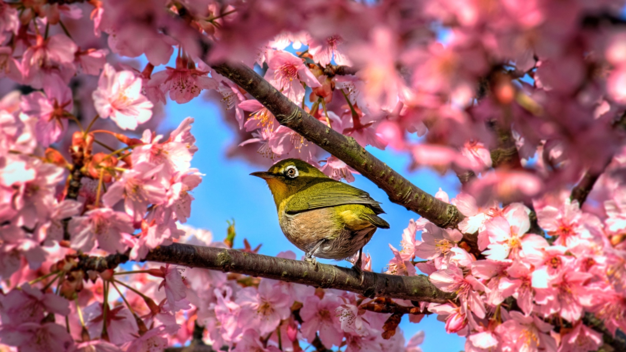 Das Japanese White Eye Hiding In Sakura Wallpaper 1280x720